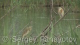 Video of Squacco Heron - Squacco Heron hunting fish near to the Shabla lake
